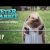 “Peter Rabbit” – Clip “Sra Pica-Pisca” (Sony Pictures Portugal)
