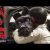 Ilha dos Cães | Bumper ‘Busca!’ [HD] | 20th Century FOX Portugal