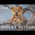 Mufasa: O Rei Leão | Trailer Oficial