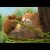 “Garfield – O Filme” – Spot Adventure (Sony Pictures Portugal)